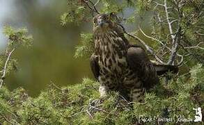 European Honey Buzzard