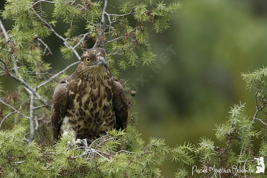 European Honey Buzzard