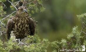 European Honey Buzzard