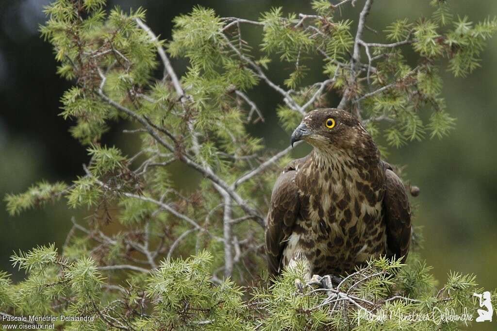 European Honey Buzzard female adult, close-up portrait