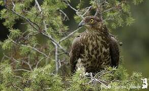 European Honey Buzzard