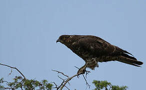 European Honey Buzzard