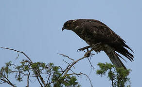 European Honey Buzzard