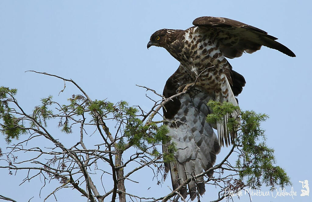 European Honey Buzzard female