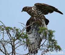 European Honey Buzzard