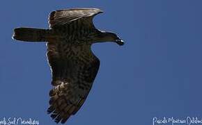 European Honey Buzzard