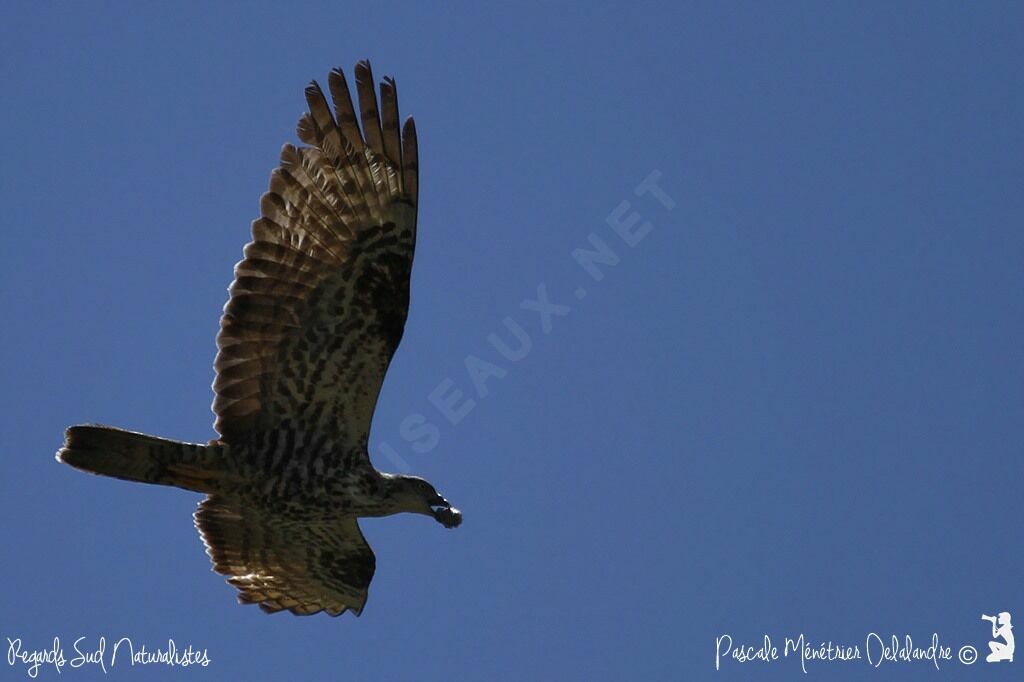 European Honey Buzzard