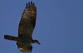 European Honey Buzzard