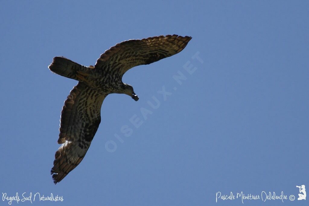 European Honey Buzzard