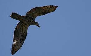 European Honey Buzzard