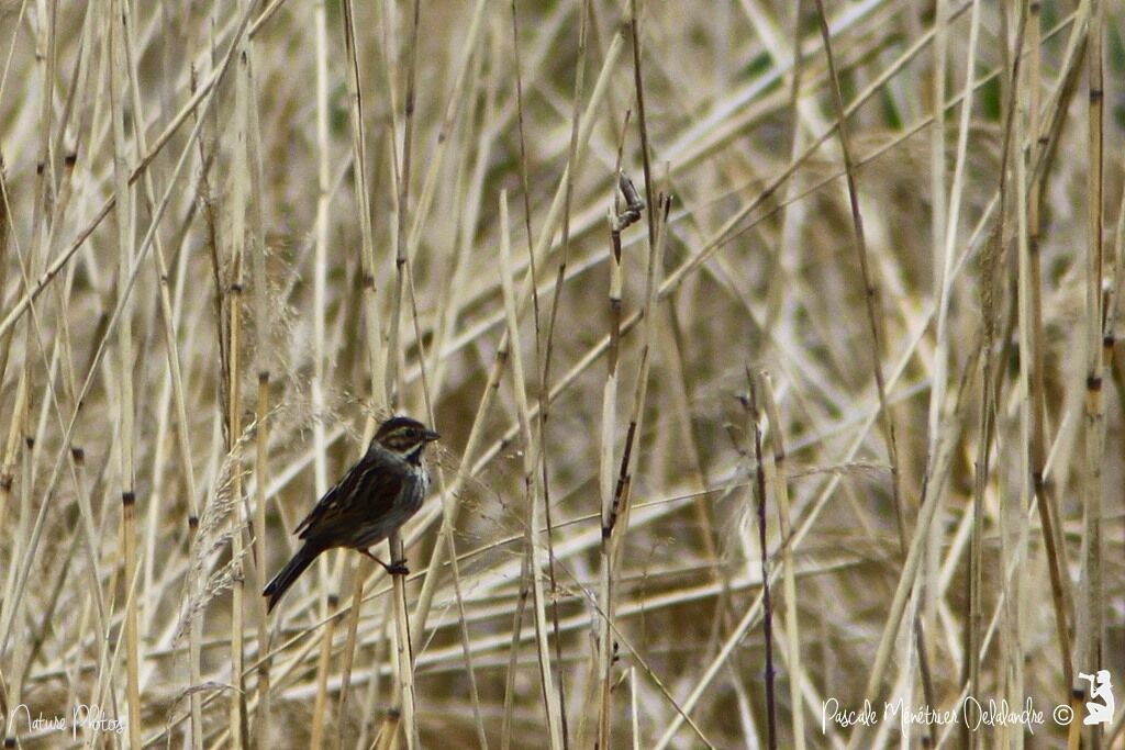 Common Reed Bunting