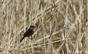 Common Reed Bunting