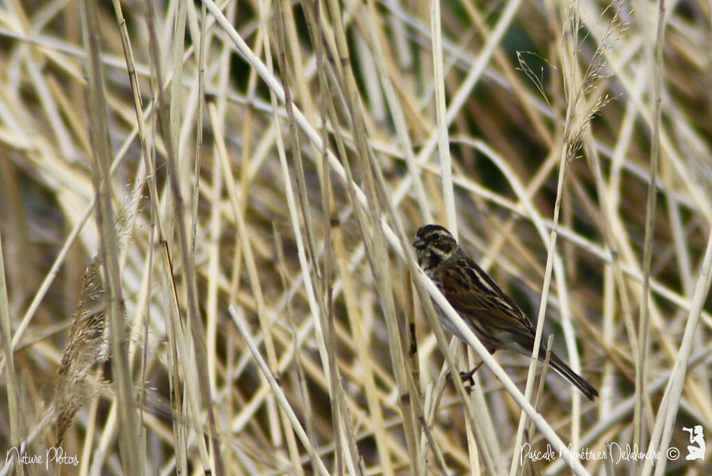 Bruant des roseaux