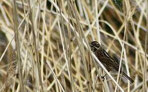 Bruant des roseaux