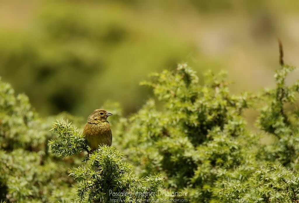 Yellowhammer