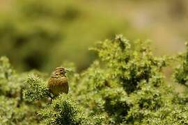 Yellowhammer