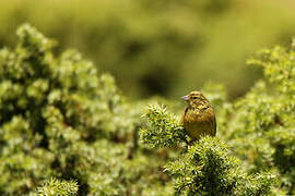 Yellowhammer