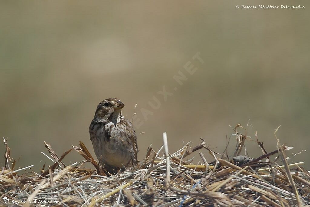 Corn Bunting