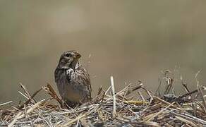 Corn Bunting