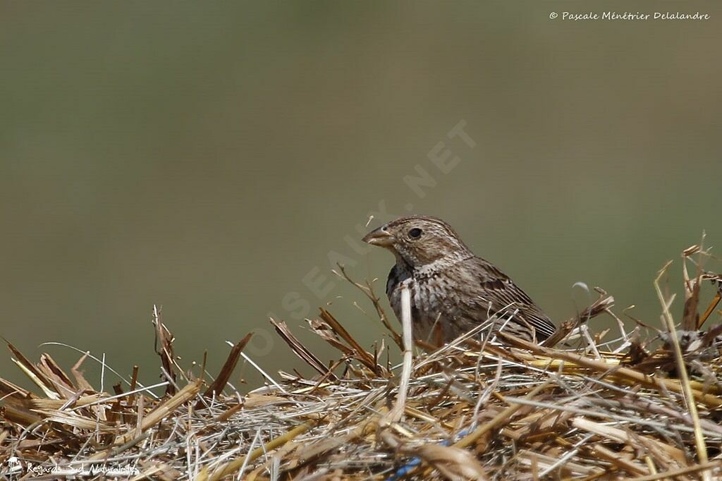 Corn Bunting