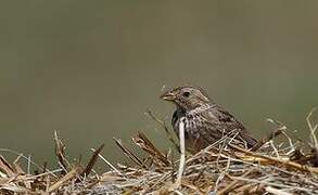 Corn Bunting