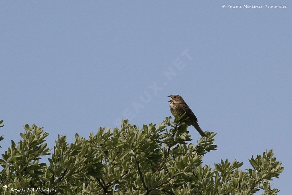 Corn Bunting