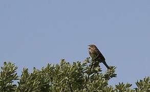 Corn Bunting