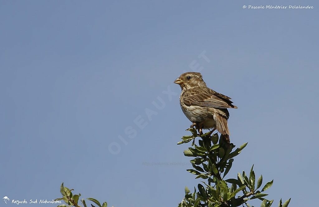 Corn Bunting