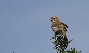 Corn Bunting