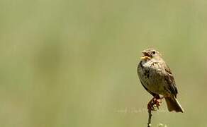 Corn Bunting