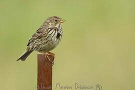 Corn Bunting