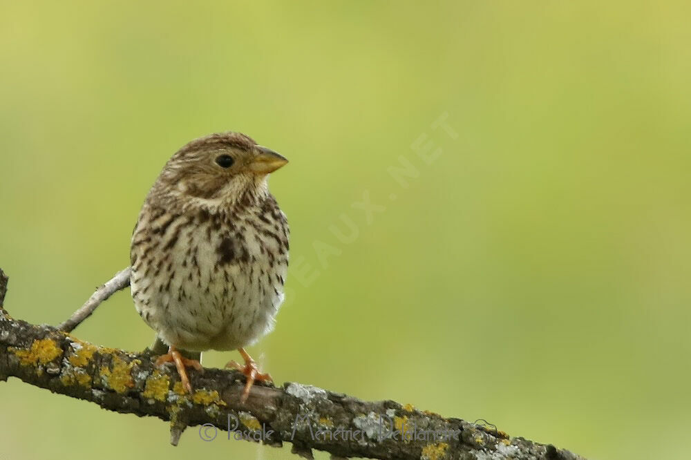 Corn Bunting