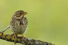 Corn Bunting