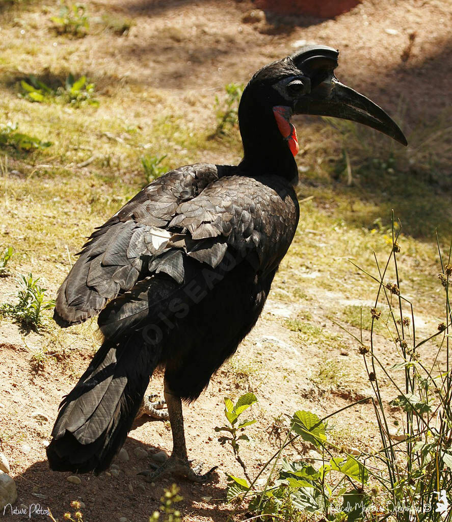 Abyssinian Ground Hornbill