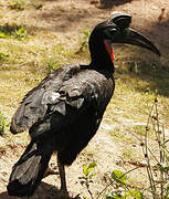 Abyssinian Ground Hornbill