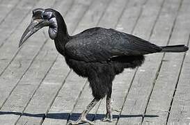 Abyssinian Ground Hornbill