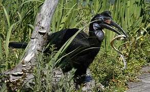 Abyssinian Ground Hornbill