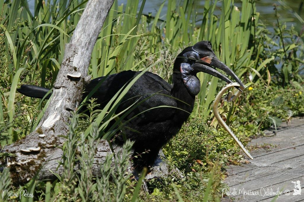 Abyssinian Ground Hornbill