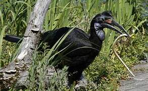 Abyssinian Ground Hornbill