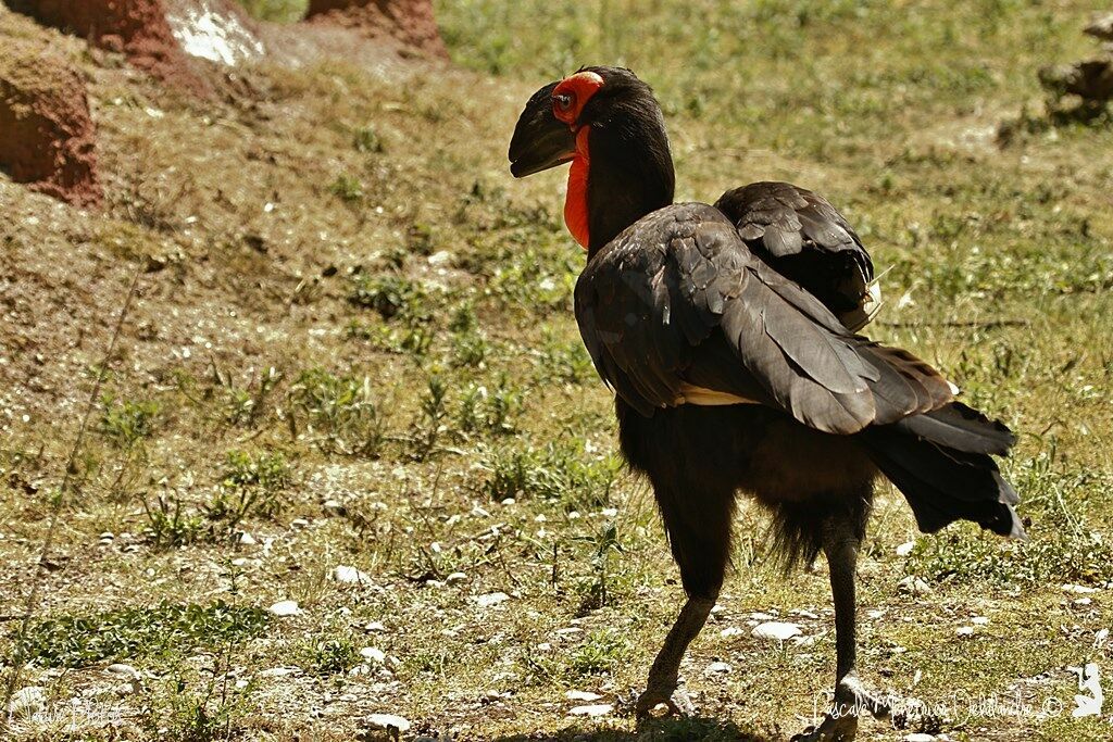 Southern Ground Hornbill