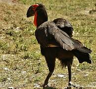 Southern Ground Hornbill