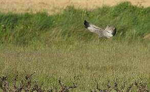 Montagu's Harrier