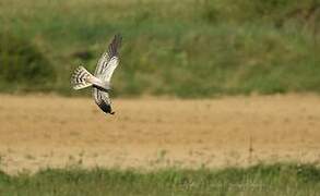 Montagu's Harrier