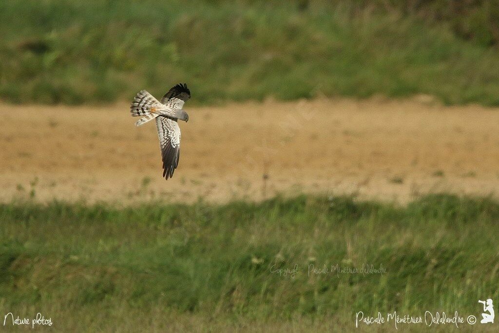 Montagu's Harrier