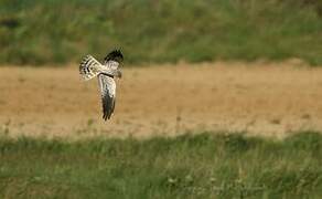 Montagu's Harrier