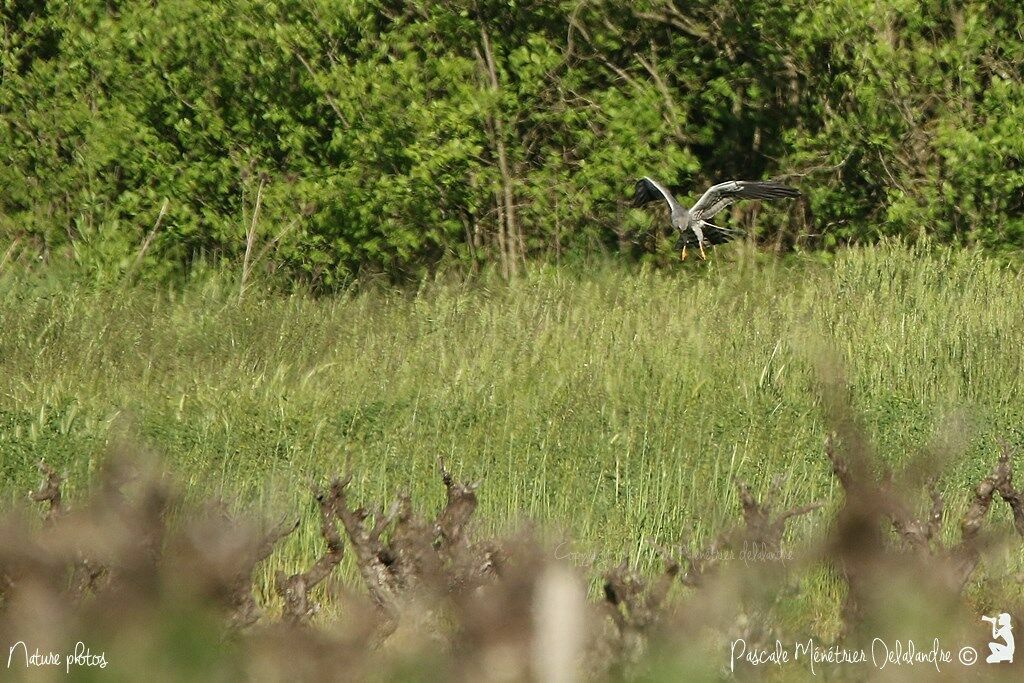 Montagu's Harrier