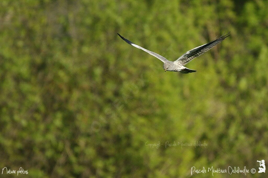 Montagu's Harrier