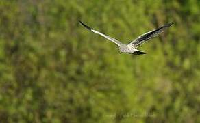 Montagu's Harrier