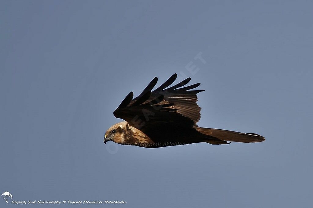 Western Marsh Harrier