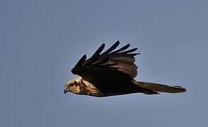 Western Marsh Harrier